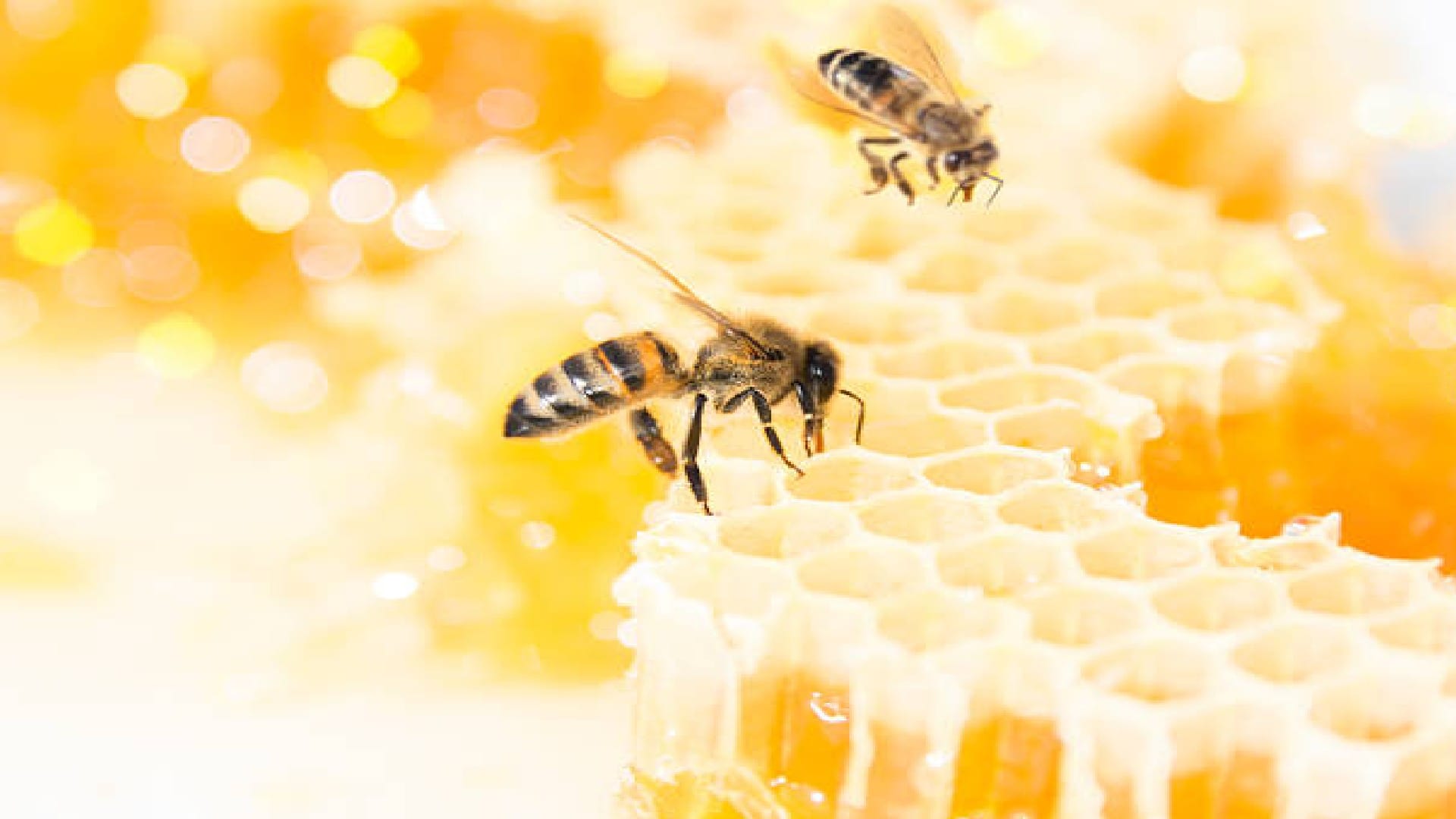 Why Do Bees Die When They Sting Know Reason Behind This In Hindi