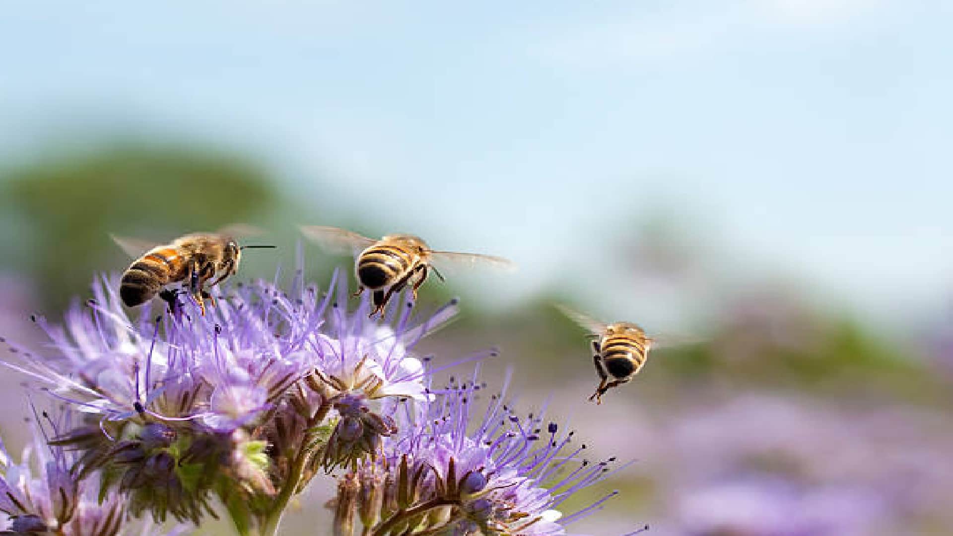 Why Do Bees Die When They Sting Know Reason Behind This In Hindi