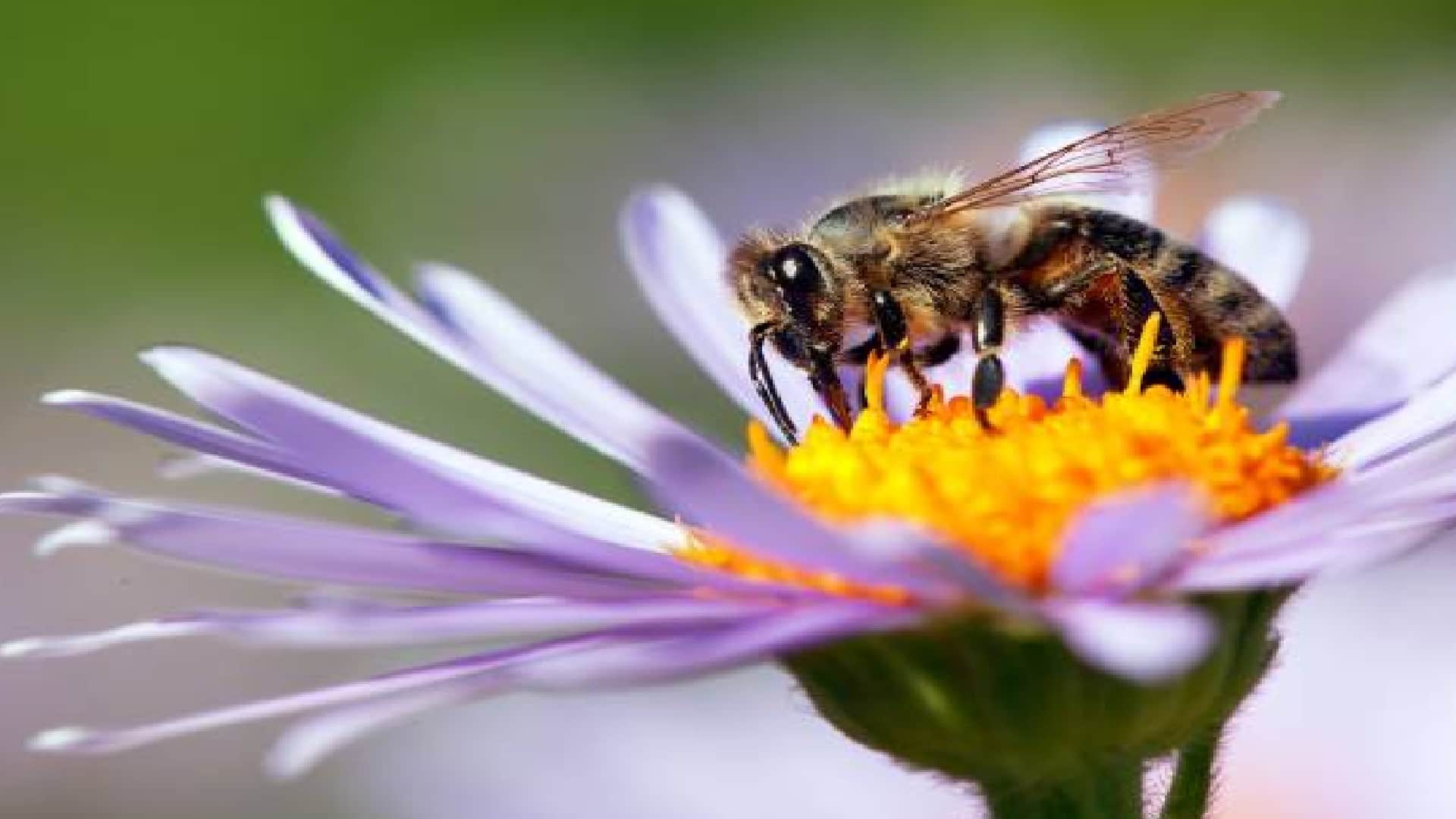 Why Do Bees Die When They Sting Know Reason Behind This In Hindi