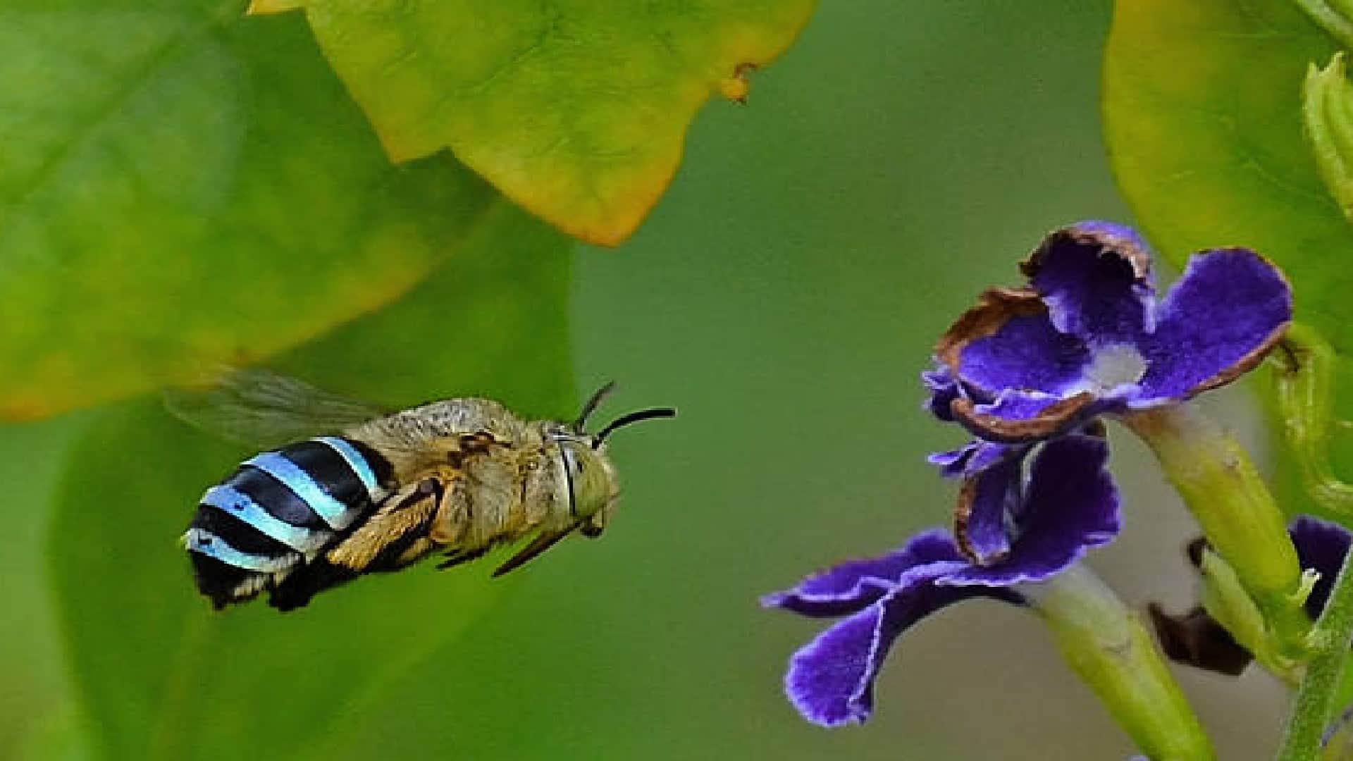 Why Do Bees Die When They Sting Know Reason Behind This In Hindi