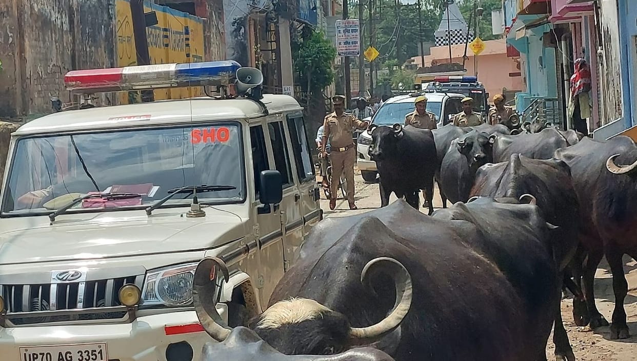 When the captain's car got stuck in the herd of buffaloes, he understood the problem of traffic