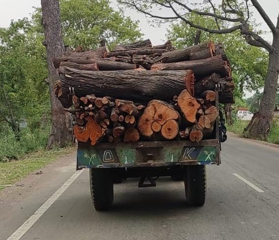 Dabangs cut a dozen green trees