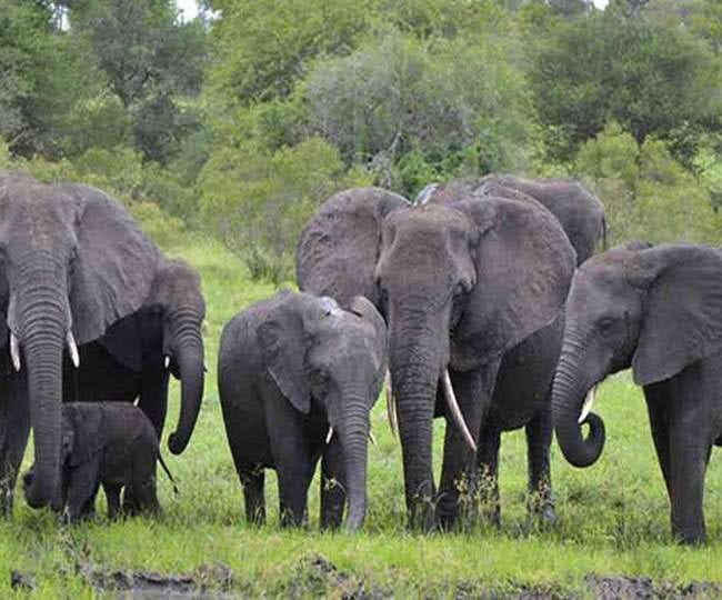 Elephants will soon enhance the beauty of the forests of Pilibhit