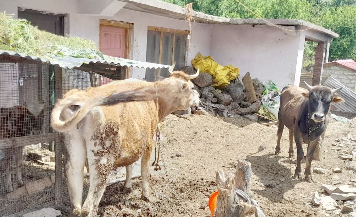 Vibhuti became a support for unclaimed animals