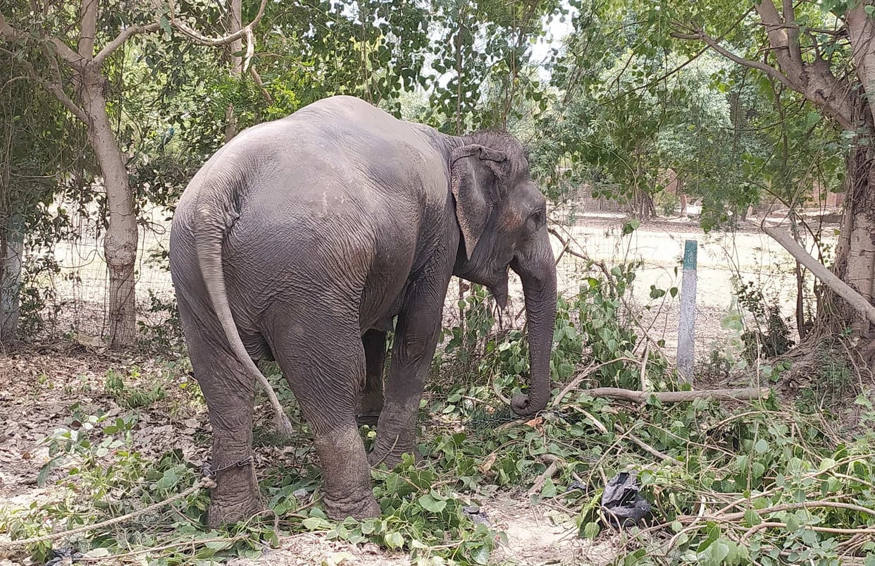 Where will the 'pink' elephant be, the forest department is waiting for orders
