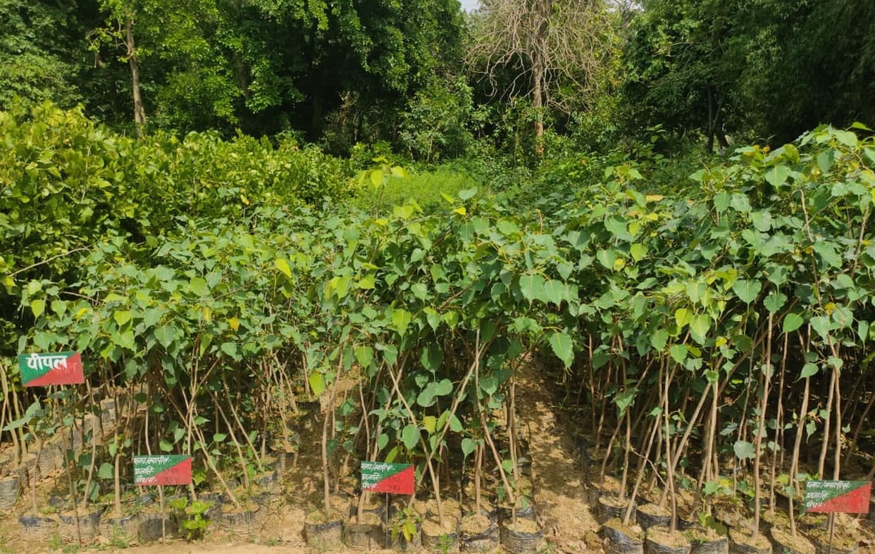 Initiative of Biodiversity Board heritage trees of Agra will be planted in Ayodhya