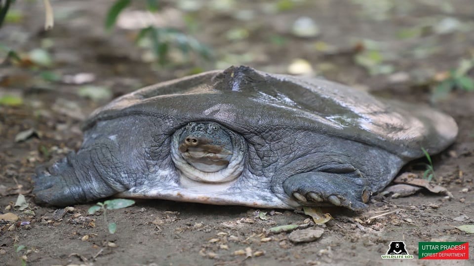 Indian softshell turtle weighing 25 kg was rescued from Agra's railway colony