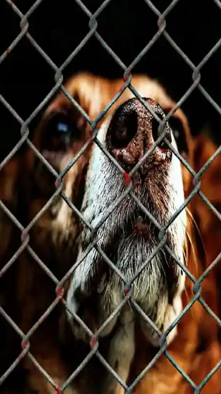 Greyhound Dog and Car Racing know Greyhound speed viral on social media