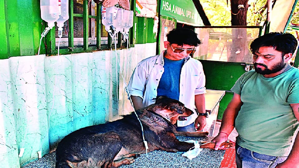 neighbor firing on pet dog after barking in jewar