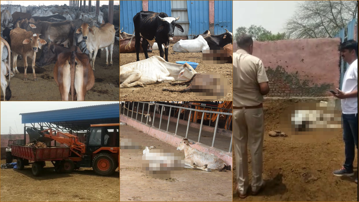 Cows died in gaushala of Municipal Corporation in Rohtak