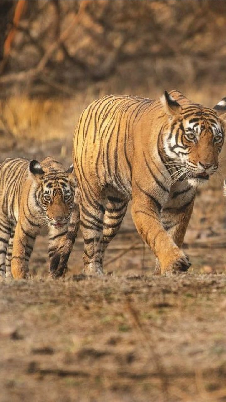 tiger safari in india travel plan for christmas and new year vacation