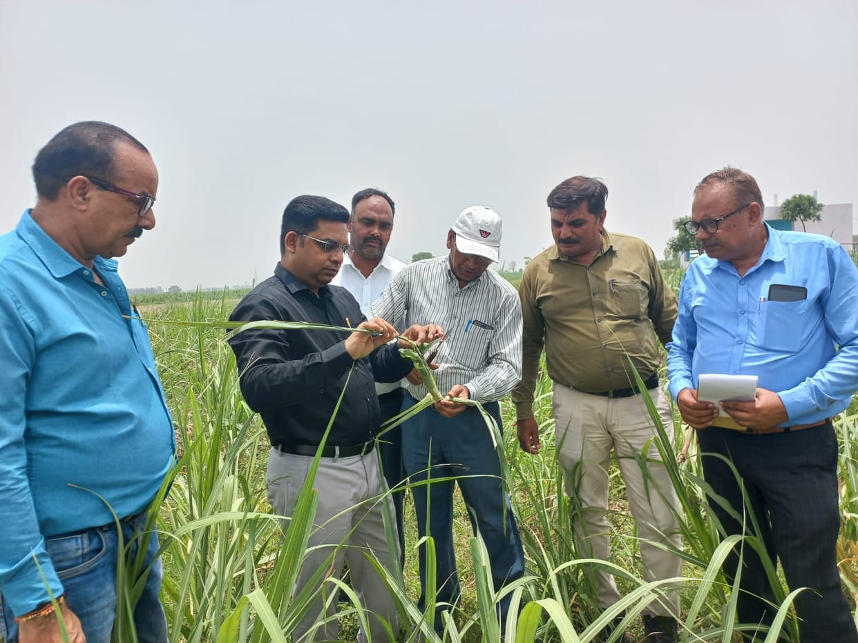 Insects and protection given in cane