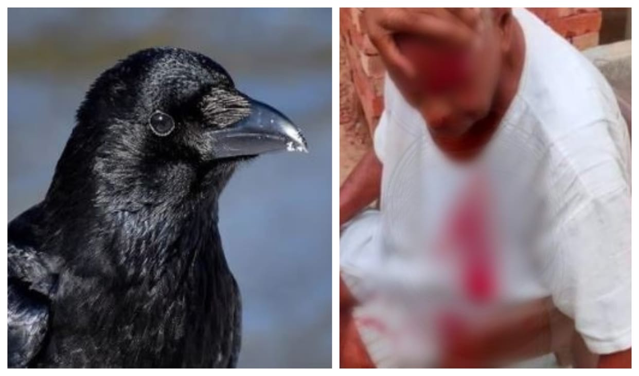 crow attacked the elderly man and injured him