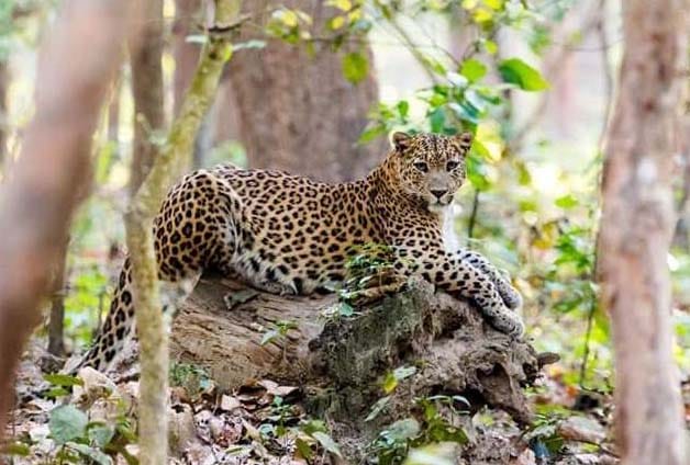 Leopards getting furious, injured seven in three days