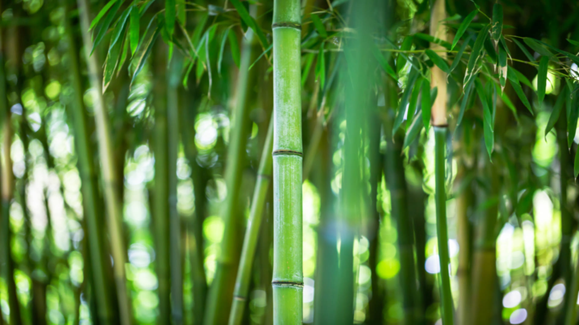 Business Ideas you can earn lakhs of rupees Through Bamboo Farming know all details here