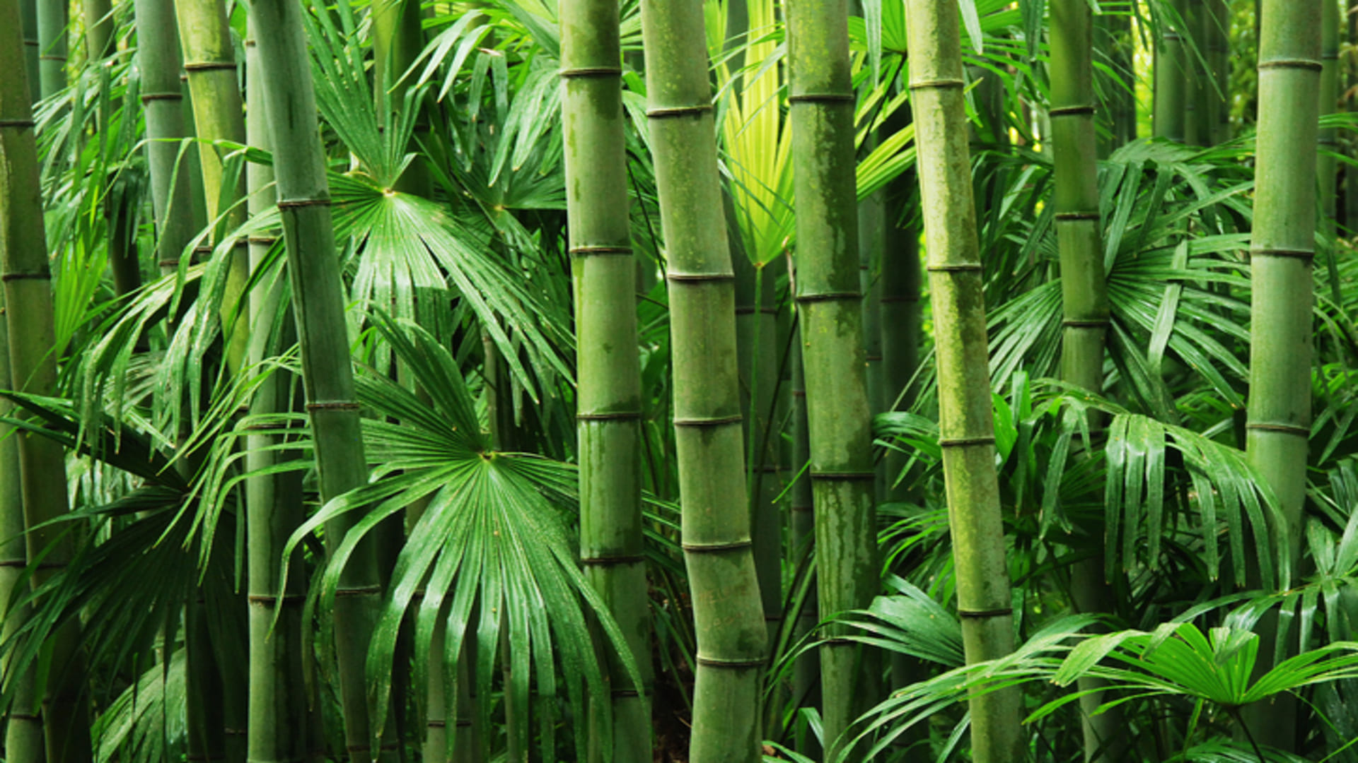 Business Ideas you can earn lakhs of rupees Through Bamboo Farming know all details here