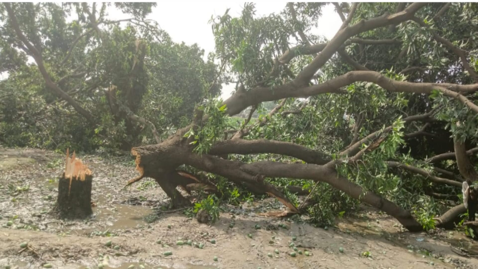 Cyclonic storm: Farmer garden becomes center, more than fifty mango trees and 150 pillars broken, power supply stalled