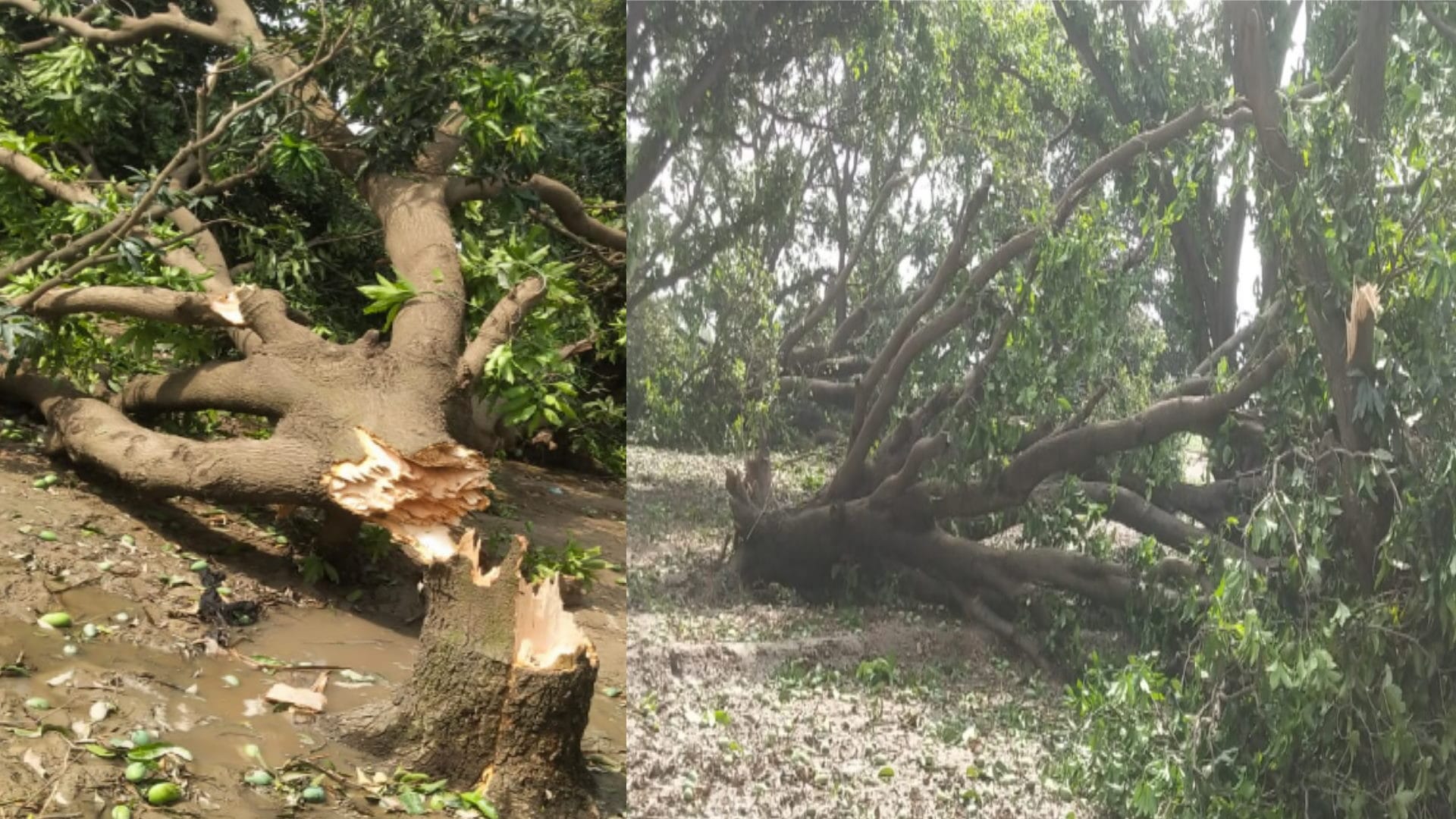 Cyclonic storm: Farmer garden becomes center, more than fifty mango trees and 150 pillars broken, power supply stalled