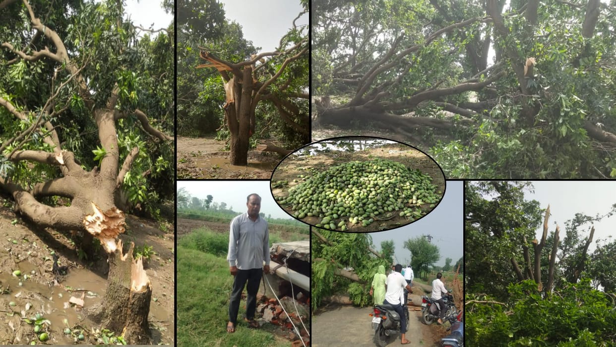Cyclonic storm: Farmer garden becomes center, more than fifty mango trees and 150 pillars broken, power supply stalled