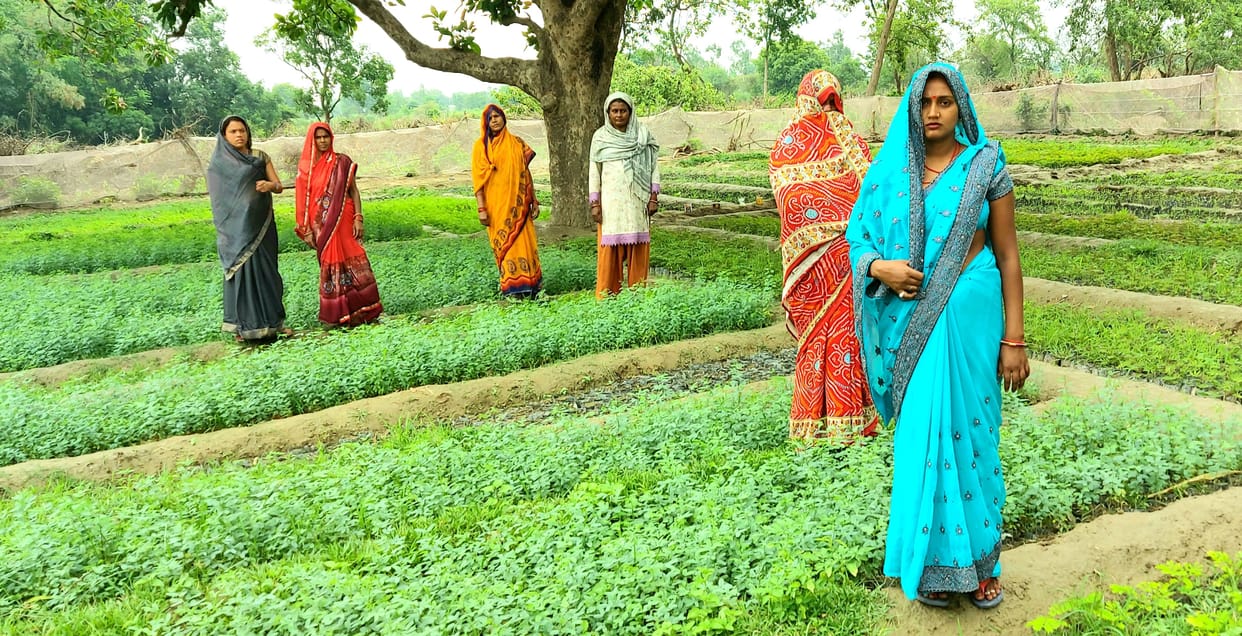 plant,women,progress