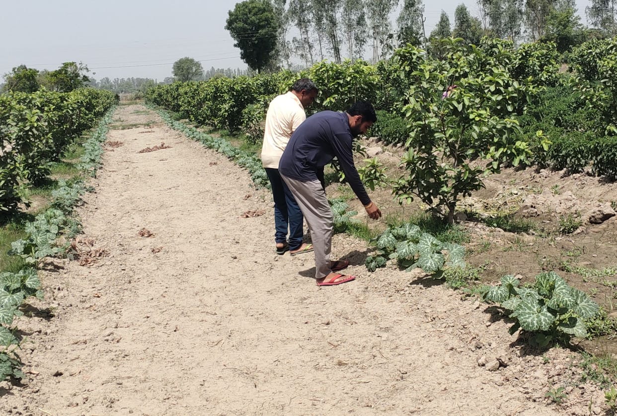 The area of ??vegetables is increasing rapidly in the villages of Tohana, farmers making profit by growing chilli and petha crops