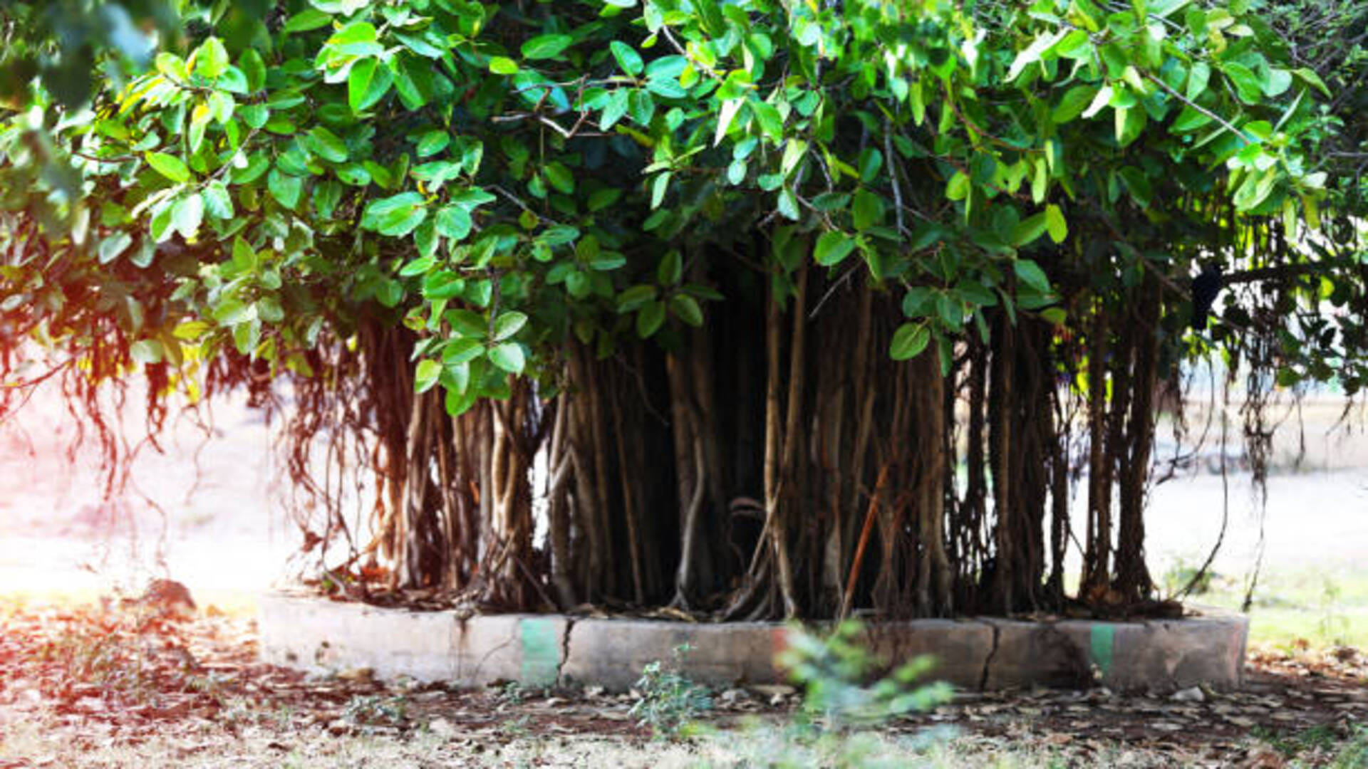 bargad ke ped ke totke banyan tree jyotish upay in hindi for job wealth and prosperity