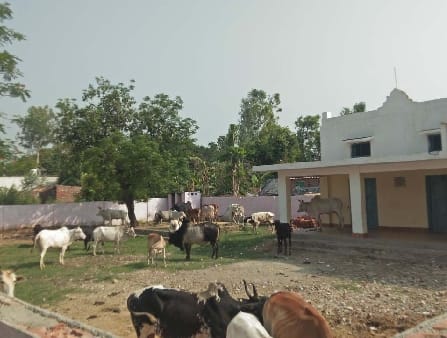 To save the crop, stray animals were closed in the panchayat building