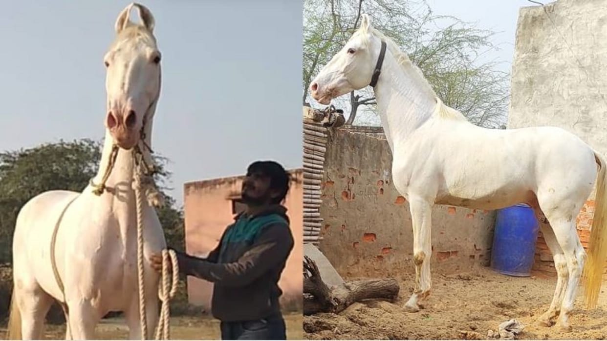 Tallest horse of Haryana Gulbag passed away