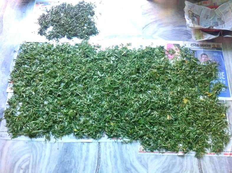 Cancer Treatment, good news for cancer patients, oil made from cannabis leaves will cut the pain of chemotherapy