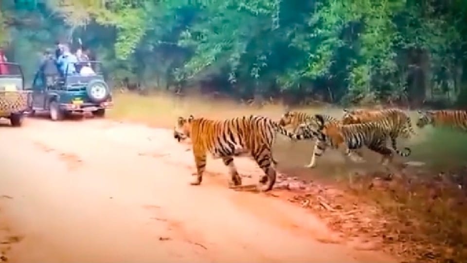 Bandhavgarh Tiger Reserve: Five tigers came in front of tourists who came for jungle safari, which stopped where they were
