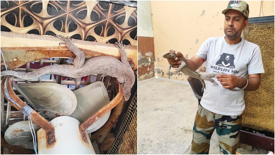 Wildlife SOS team rescue the monitor Lijord hidden in air coolers agra