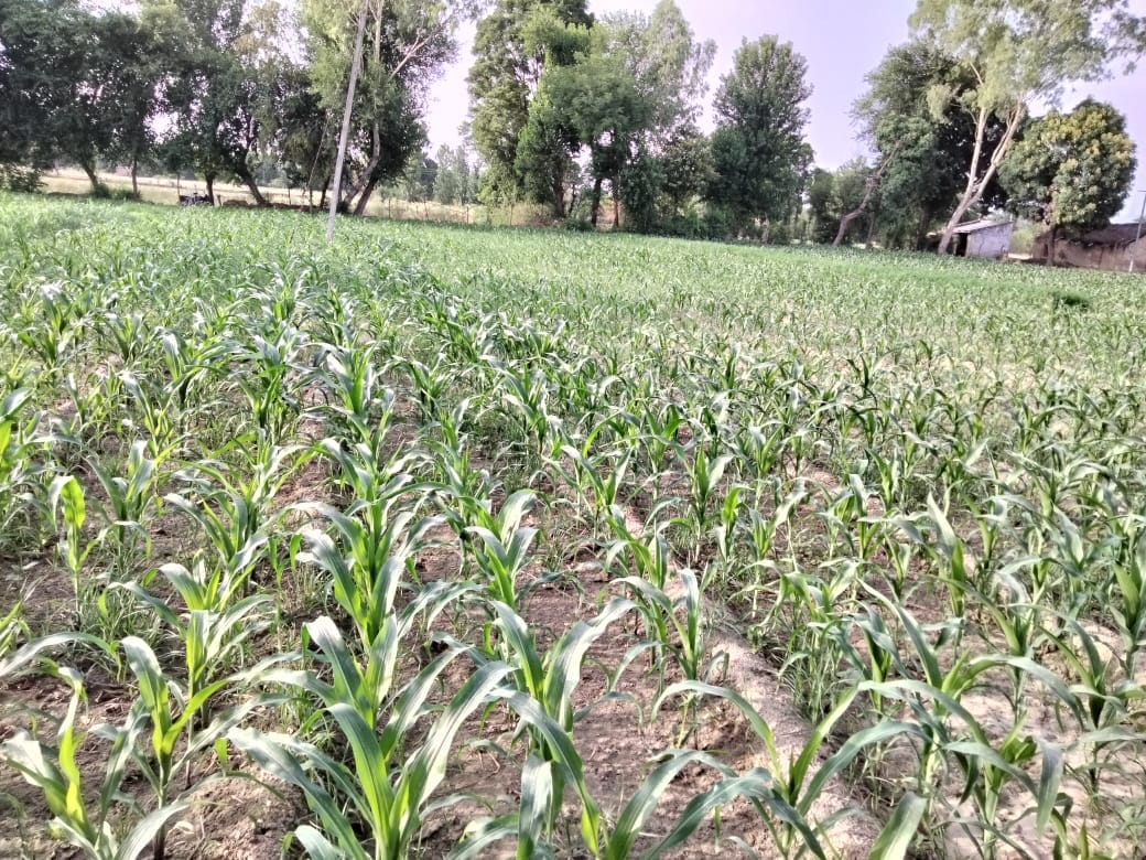 Maize crop is waiting for rain, relief in many places