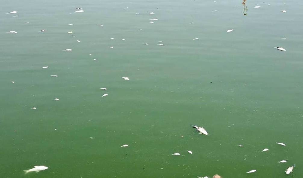 fishes died, pollution blaim
