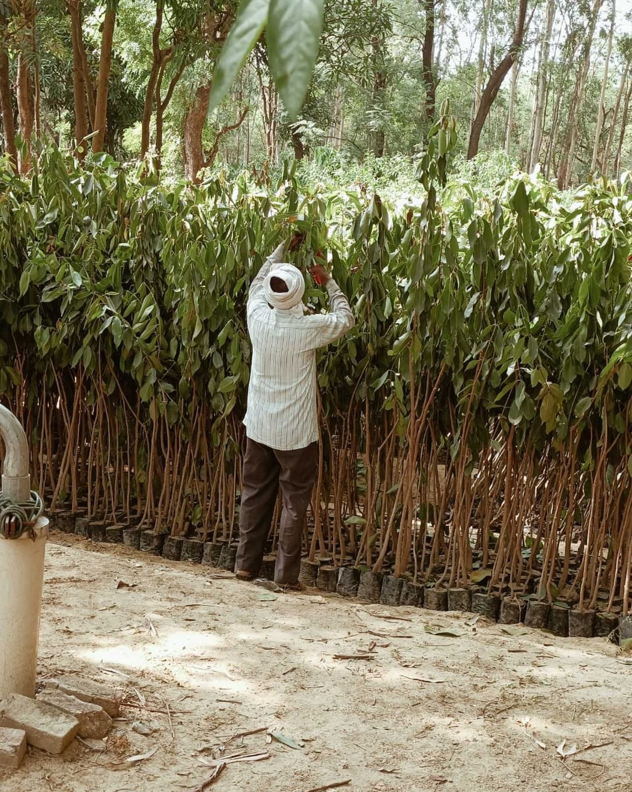 plantation
