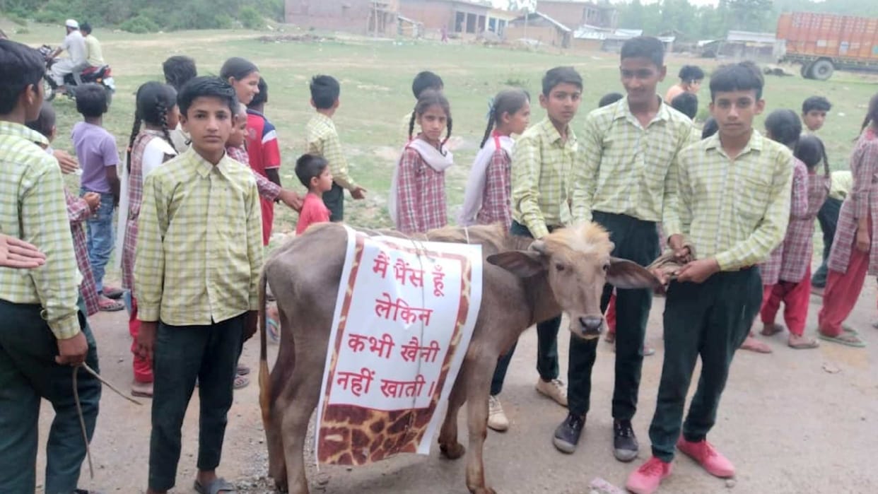 School children gave the message of prohibition of tobacco by placing banners on cattle