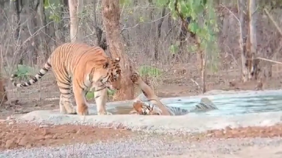 Panna Tiger Reserve: The tiger family was seen playing in the water tank installed to protect it from the heat