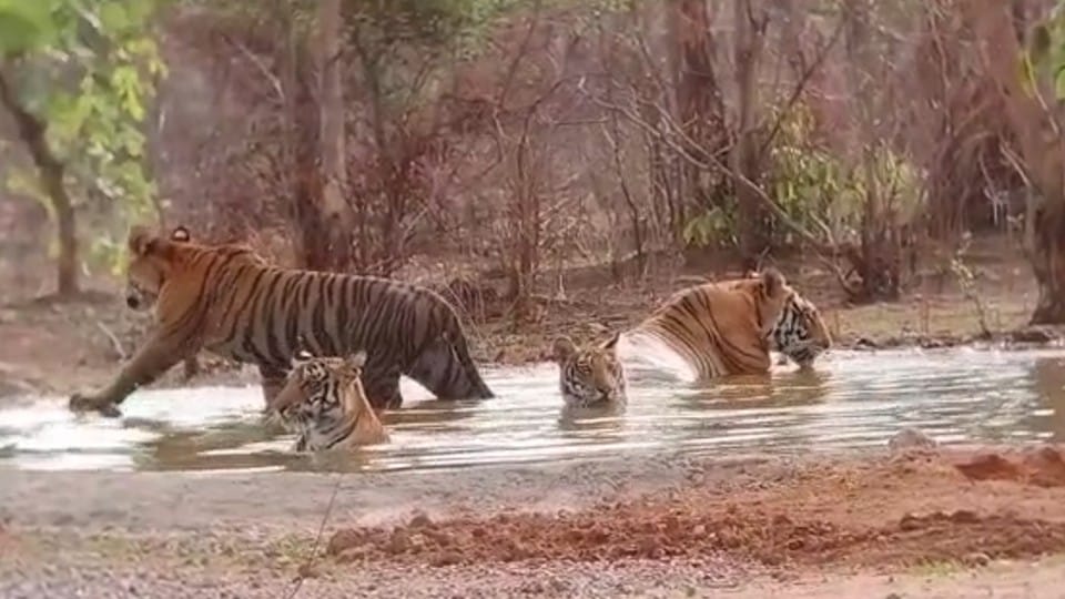 Panna Tiger Reserve: The tiger family was seen playing in the water tank installed to protect it from the heat