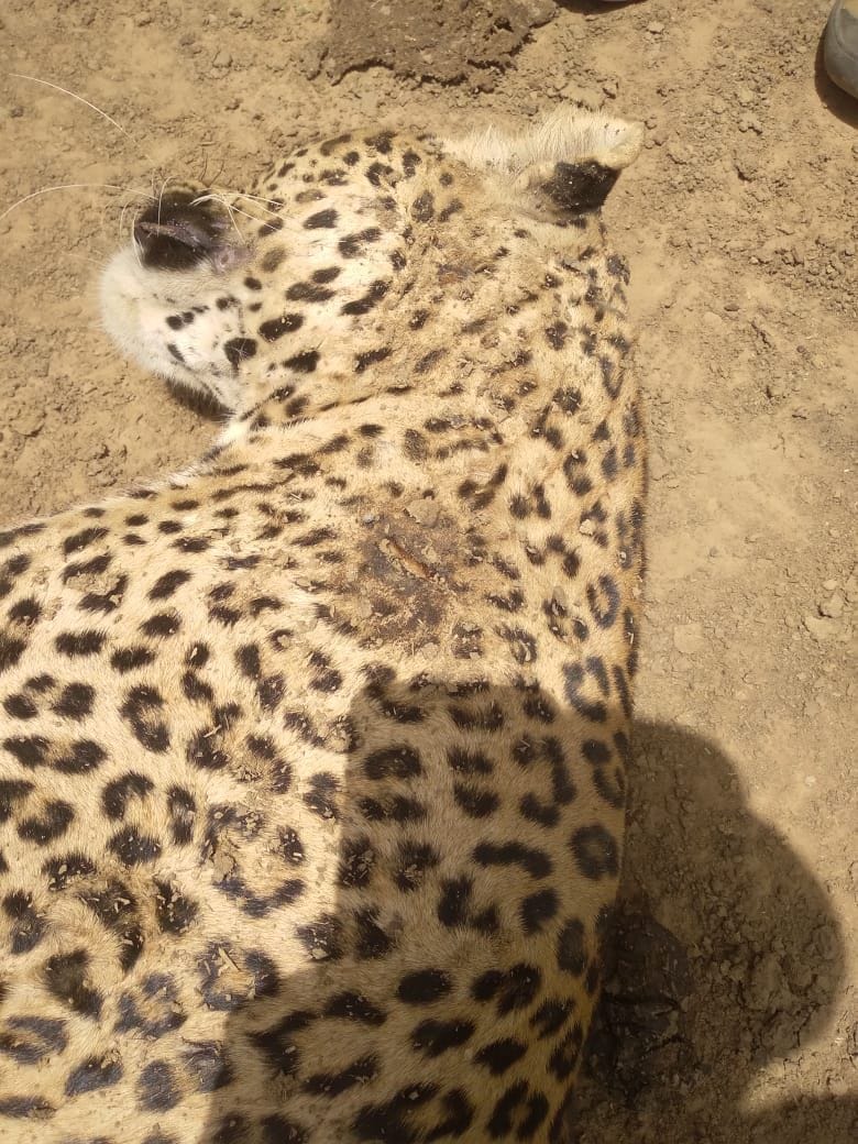 Leopard and jackal hunted by current on wires