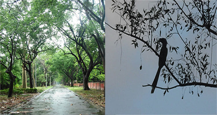 world Environment Day 2022 Van Anusandhan Sansthan Where you will see exclusive bird Group