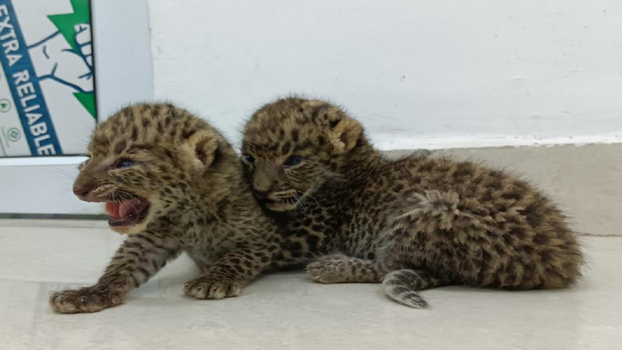 Simba and Simbi came to Gorakhpur zoo from Bijnor