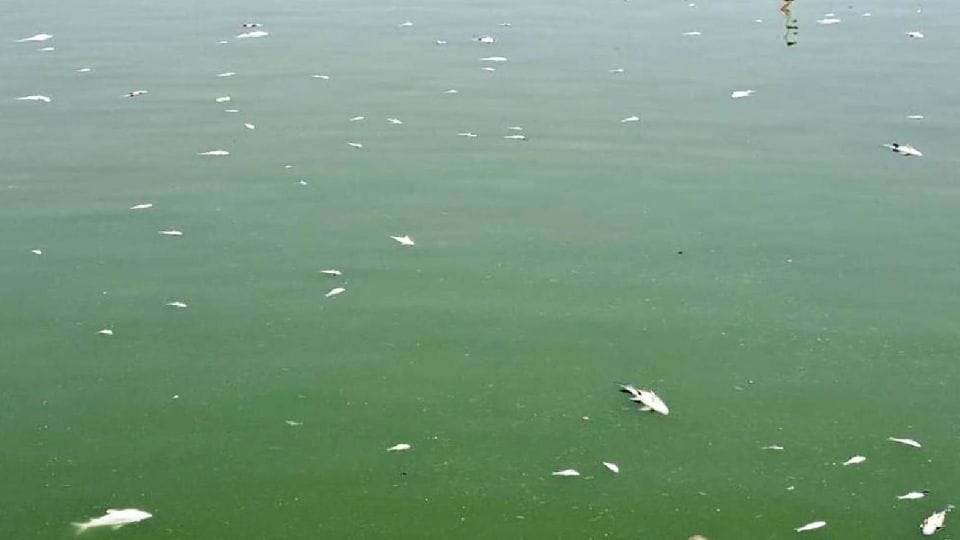 Hundreds of fish died in Har ki Pauri due to water pollution in Soron kasganj