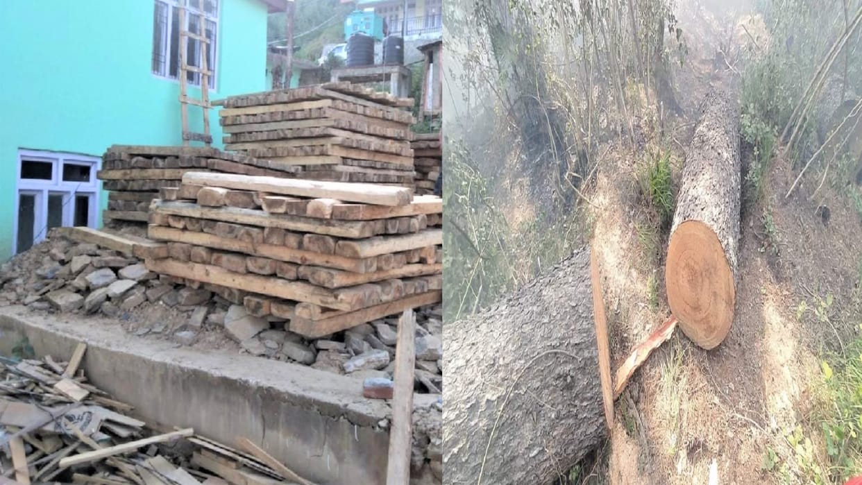 Illicit Felling Rohru: trees of deodar and kail Illegally cut down, also burn stubs of trunks, forest guard and range officer suspended