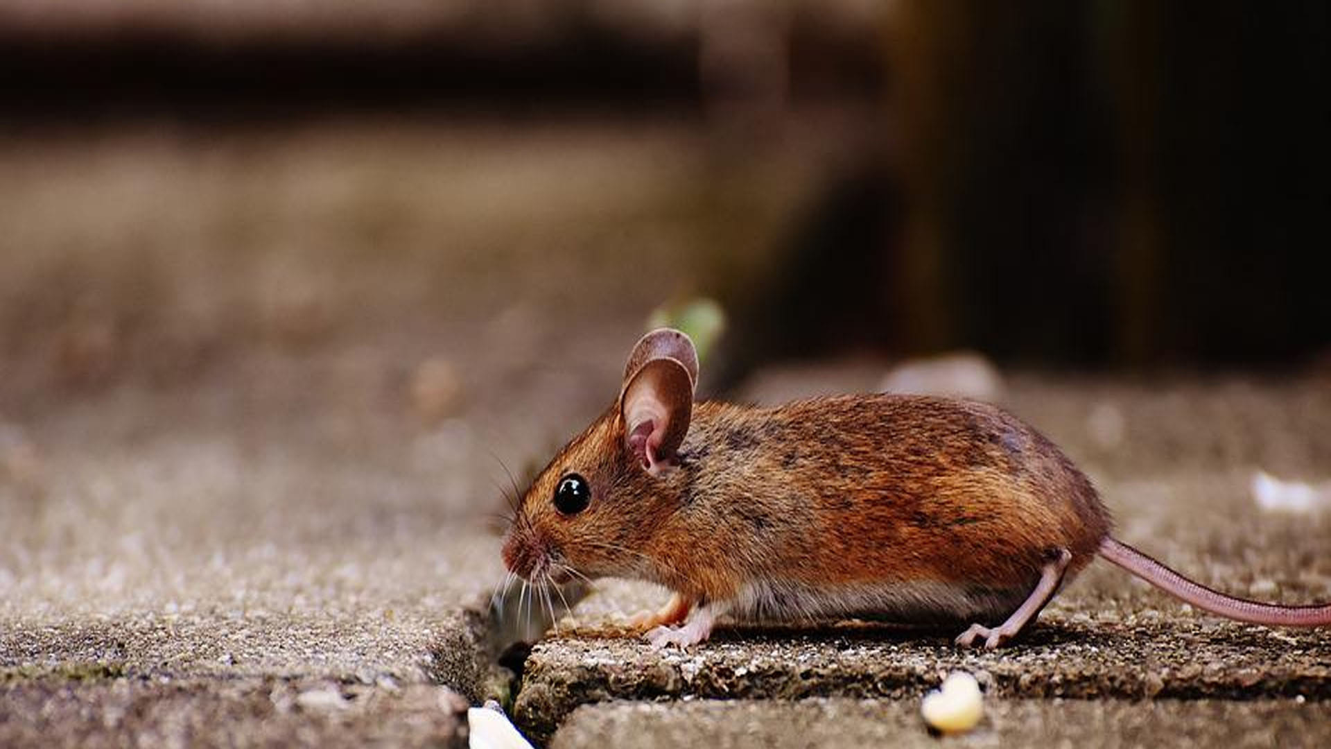 Ajab Gajab News in Hindi male Mice Are Afraid of Bananas But Not Female Know the Reason Behind it