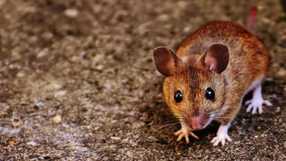 चूहों ने किया नाक में दम