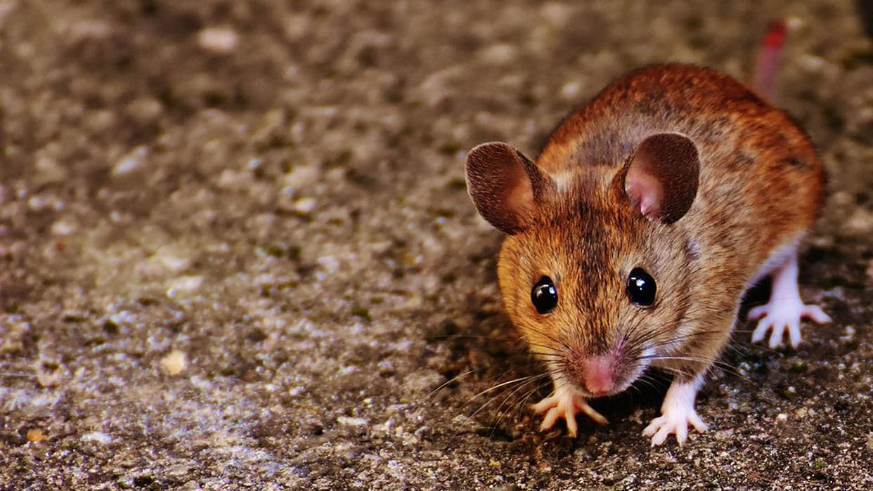 Trap laid to drive away rats in Dufferin, Colvin and SRN, special team monitoring