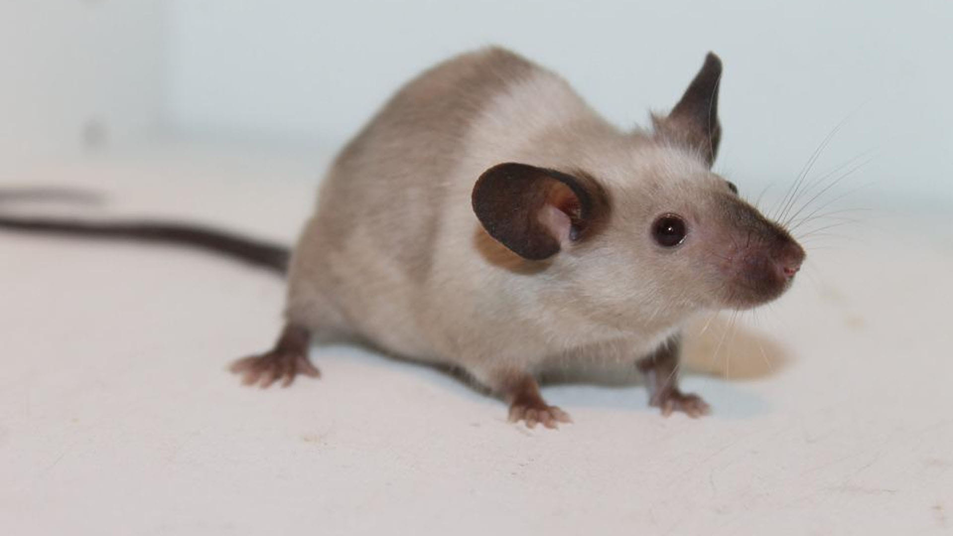 Ajab Gajab News in Hindi male Mice Are Afraid of Bananas But Not Female Know the Reason Behind it