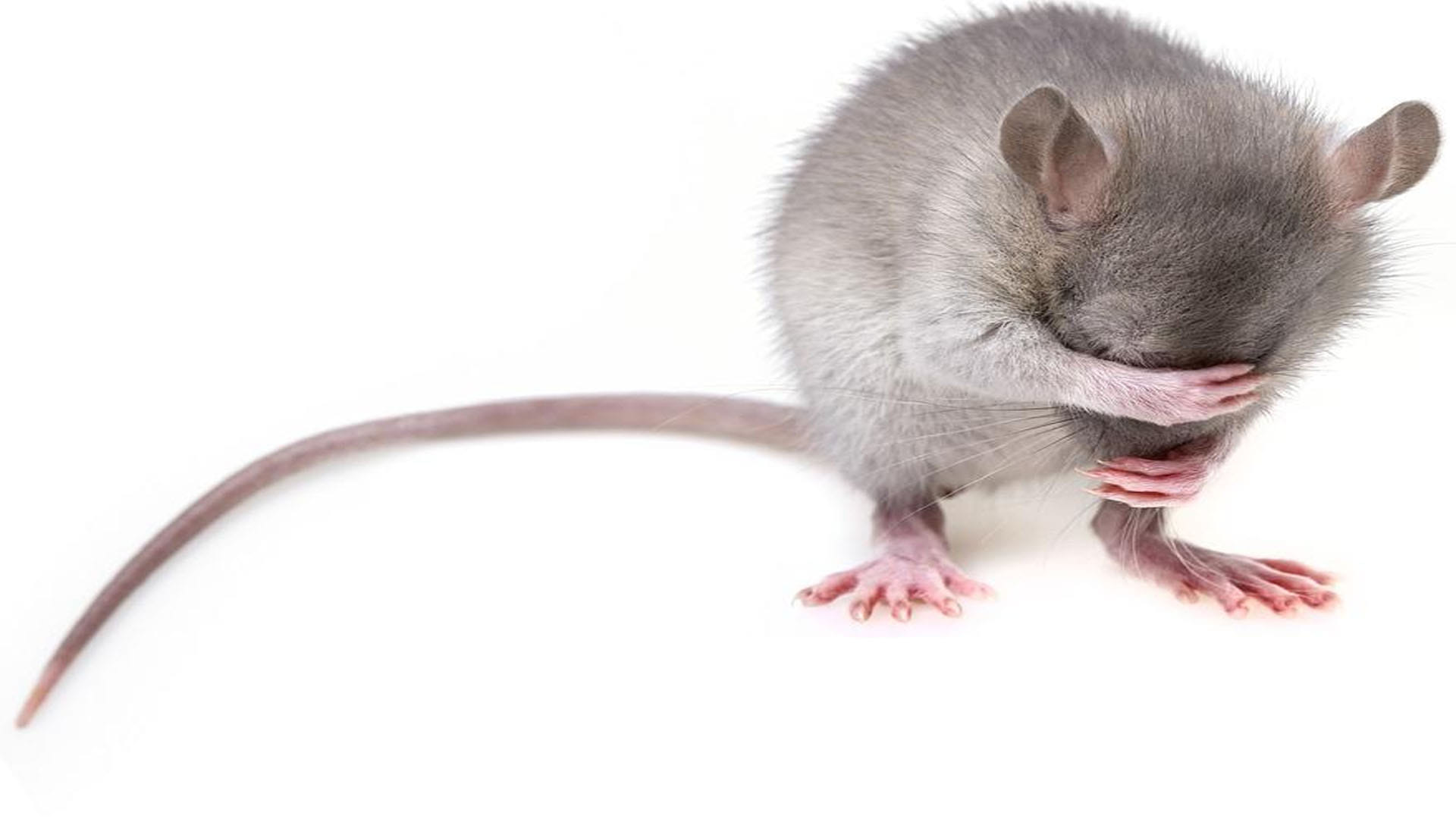 Ajab Gajab News in Hindi male Mice Are Afraid of Bananas But Not Female Know the Reason Behind it