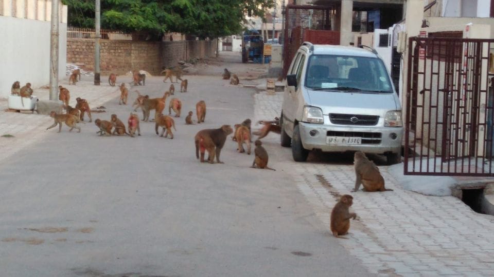 dogs and monkeys attacking the people in agra