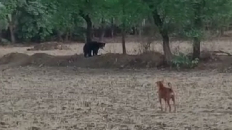 Umaria News: Fear of bears in Pali, in search of water, bears again reached the residential areas