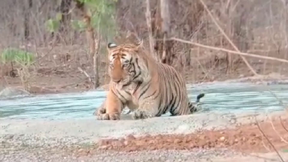 Panna Tiger Reserve: The tiger family was seen playing in the water tank installed to protect it from the heat